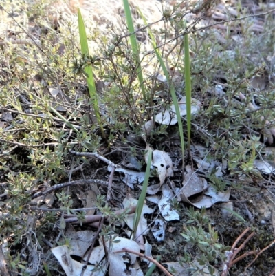 Lyperanthus suaveolens (Brown Beaks) at Aranda, ACT - 9 May 2017 by CathB