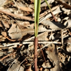 Lyperanthus suaveolens at Aranda, ACT - 9 May 2017