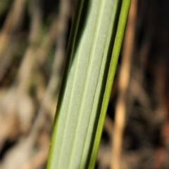 Lyperanthus suaveolens at Aranda, ACT - 9 May 2017