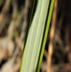 Lyperanthus suaveolens at Aranda, ACT - suppressed