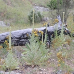 Verbascum thapsus subsp. thapsus (Great Mullein, Aaron's Rod) at Gigerline Nature Reserve - 27 Dec 2016 by michaelb