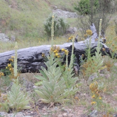 Verbascum thapsus subsp. thapsus (Great Mullein, Aaron's Rod) at Tennent, ACT - 27 Dec 2016 by michaelb