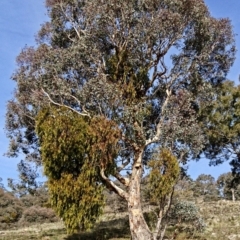 Eucalyptus polyanthemos (Red Box) at Banks, ACT - 16 May 2017 by UserfaKgHkxs