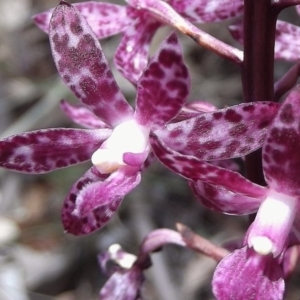 Dipodium punctatum at Kambah, ACT - suppressed