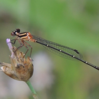 Nososticta solida (Orange Threadtail) at Tennent, ACT - 27 Dec 2016 by michaelb