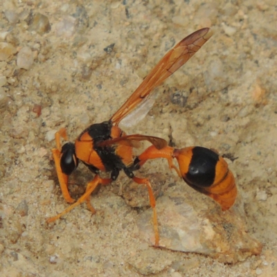 Delta bicinctum (Potter wasp) at Tennent, ACT - 27 Dec 2016 by MichaelBedingfield