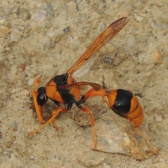 Delta bicinctum (Potter wasp) at Gigerline Nature Reserve - 27 Dec 2016 by michaelb