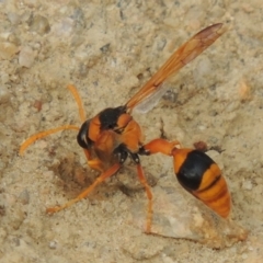 Delta bicinctum at Tennent, ACT - 27 Dec 2016 06:08 PM