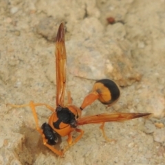 Delta bicinctum at Tennent, ACT - 27 Dec 2016