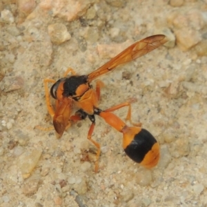 Delta bicinctum at Tennent, ACT - 27 Dec 2016 06:08 PM