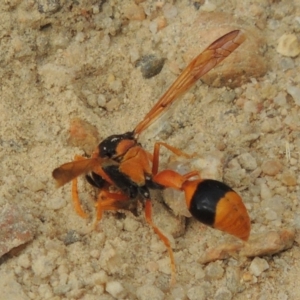 Delta bicinctum at Tennent, ACT - 27 Dec 2016 06:08 PM