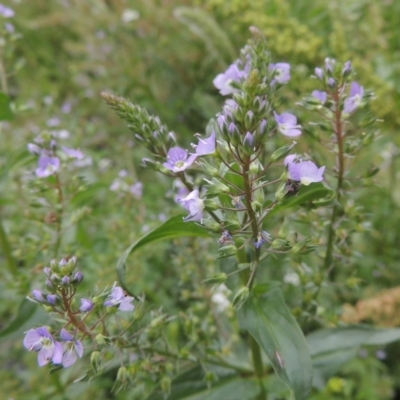 Veronica anagallis-aquatica (Blue Water Speedwell) at Tennent, ACT - 27 Dec 2016 by michaelb