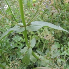 Veronica anagallis-aquatica at Tennent, ACT - 27 Dec 2016