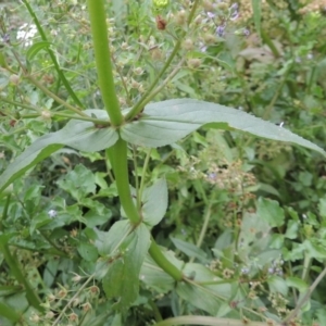 Veronica anagallis-aquatica at Tennent, ACT - 27 Dec 2016