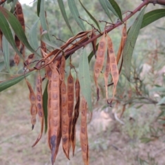 Acacia rubida (Red-stemmed Wattle, Red-leaved Wattle) at Paddys River, ACT - 27 Dec 2016 by michaelb