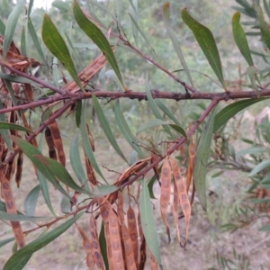 Acacia rubida at Paddys River, ACT - 27 Dec 2016