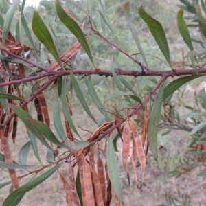 Acacia rubida at Paddys River, ACT - 27 Dec 2016 06:44 PM