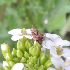 Sidnia kinbergi (Australian crop mirid) at Tennent, ACT - 27 Dec 2016 by MichaelBedingfield