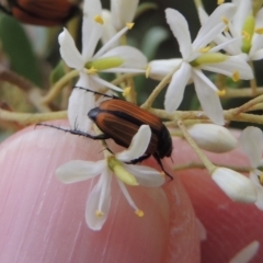 Phyllotocus rufipennis (Nectar scarab) at Tennent, ACT - 27 Dec 2016 by michaelb