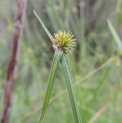 Cyperus sphaeroideus (Scented Sedge) at Gigerline Nature Reserve - 27 Dec 2016 by michaelb