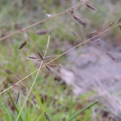 Eragrostis brownii (Common Love Grass) at Gigerline Nature Reserve - 27 Dec 2016 by michaelb