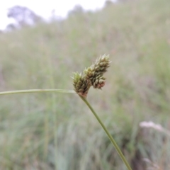 Carex inversa (Knob Sedge) at Gigerline Nature Reserve - 27 Dec 2016 by michaelb