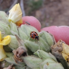 Coccinella transversalis (Transverse Ladybird) at Tennent, ACT - 27 Dec 2016 by michaelb