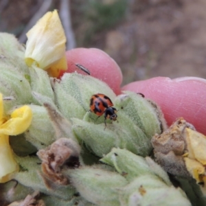 Coccinella transversalis at Tennent, ACT - 27 Dec 2016