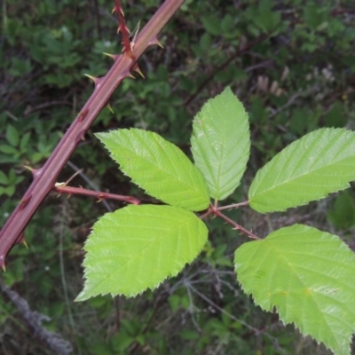 Rubus anglocandicans (Blackberry) at Gigerline Nature Reserve - 27 Dec 2016 by michaelb