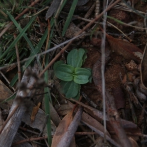 Centaurium sp. at Canberra Central, ACT - 5 May 2017