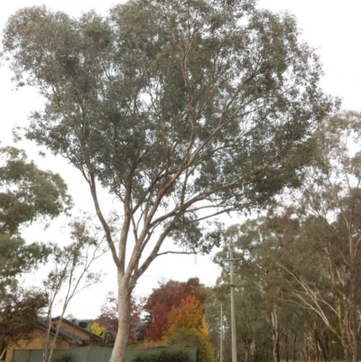 Eucalyptus nortonii (Large-flowered Bundy) at Hughes Garran Woodland - 5 Nov 2019 by ruthkerruish