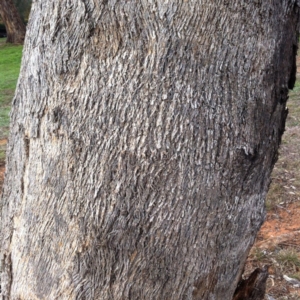 Eucalyptus nortonii at Hughes Garran Woodland - 5 Nov 2019
