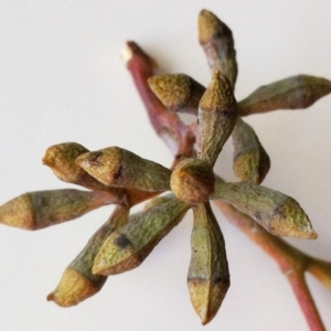 Eucalyptus nortonii at Hughes, ACT - 5 Nov 2019