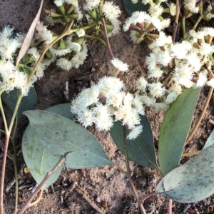 Eucalyptus nortonii at Hughes Garran Woodland - 5 Nov 2019