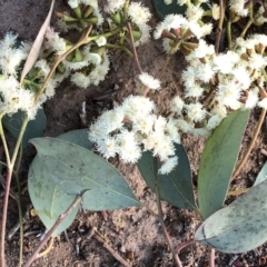 Eucalyptus nortonii at Hughes, ACT - 5 Nov 2019