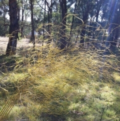 Asparagus officinalis (Asparagus) at Red Hill to Yarralumla Creek - 11 May 2017 by ruthkerruish