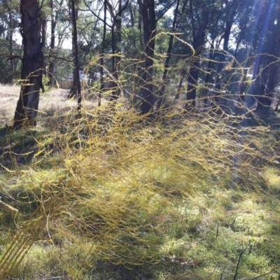 Asparagus officinalis (Asparagus) at Red Hill to Yarralumla Creek - 11 May 2017 by ruthkerruish