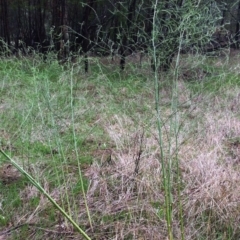 Asparagus officinalis at Hughes, ACT - 11 May 2017