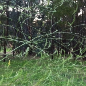 Asparagus officinalis at Hughes, ACT - 11 May 2017 10:27 AM