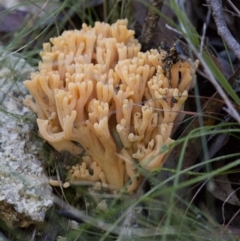 Ramaria sp. (genus) (A Coral fungus) at Cotter River, ACT - 18 May 2017 by JudithRoach