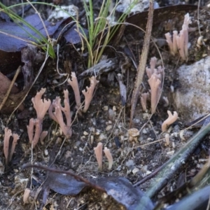 Ramaria sp. at Cotter River, ACT - 18 May 2017