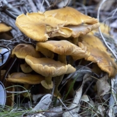 Armillaria luteobubalina (Australian Honey Fungus) at Cotter River, ACT - 18 May 2017 by Judith Roach