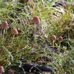 Mycena sp. (genus) (Mycena) at Cotter River, ACT - 18 May 2017 by JudithRoach