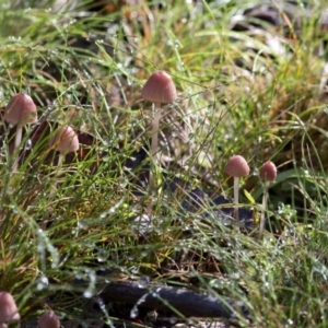 Mycena sp. at Cotter River, ACT - 18 May 2017 01:09 PM