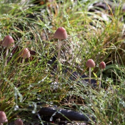 Mycena sp. (genus) (Mycena) at Cotter River, ACT - 18 May 2017 by JudithRoach
