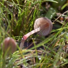 Mycena sp. at Cotter River, ACT - 18 May 2017 01:09 PM