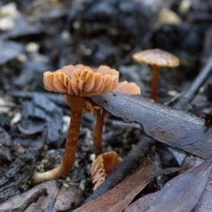 Laccaria sp. (Laccaria) at Cotter River, ACT - 18 May 2017 by Judith Roach