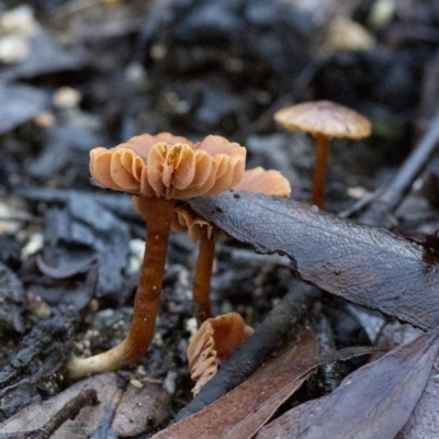 Laccaria sp. (Laccaria) at Cotter River, ACT - 18 May 2017 by JudithRoach