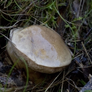 zz bolete at Cotter River, ACT - 18 May 2017 12:49 PM