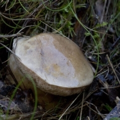 zz bolete at Cotter River, ACT - 18 May 2017 by Judith Roach